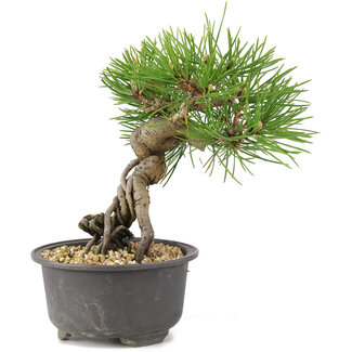 Pinus thunbergii, 16,5 cm, ± 10 years old