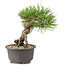 Pinus thunbergii, 16,5 cm, ± 10 anni