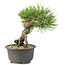 Pinus thunbergii, 16,5 cm, ± 10 jaar oud