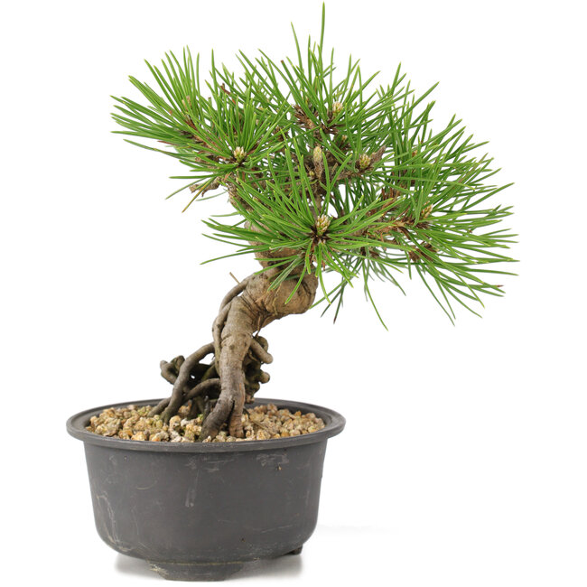 Pinus thunbergii, 16,5 cm, ± 10 años