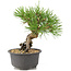 Pinus thunbergii, 16,5 cm, ± 10 jaar oud