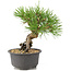Pinus thunbergii, 16,5 cm, ± 10 jaar oud