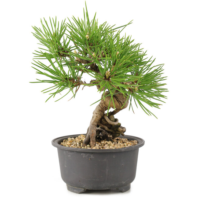 Pinus thunbergii, 16,5 cm, ± 10 jaar oud