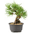 Pinus thunbergii, 16,5 cm, ± 10 jaar oud