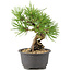 Pinus thunbergii, 16,5 cm, ± 10 Jahre alt