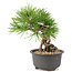 Pinus thunbergii, 16,5 cm, ± 10 jaar oud