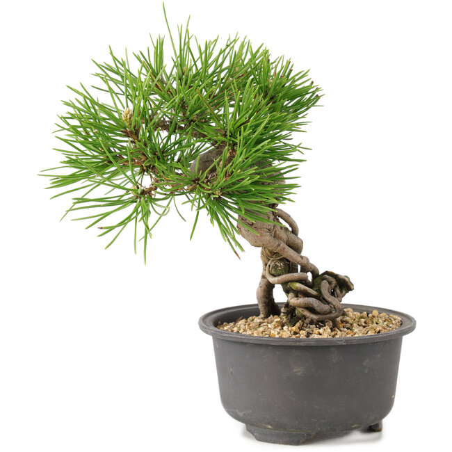 Pinus thunbergii, 16,5 cm, ± 10 ans