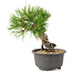 Pinus thunbergii, 16,5 cm, ± 10 anni