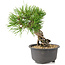 Pinus thunbergii, 16,5 cm, ± 10 jaar oud