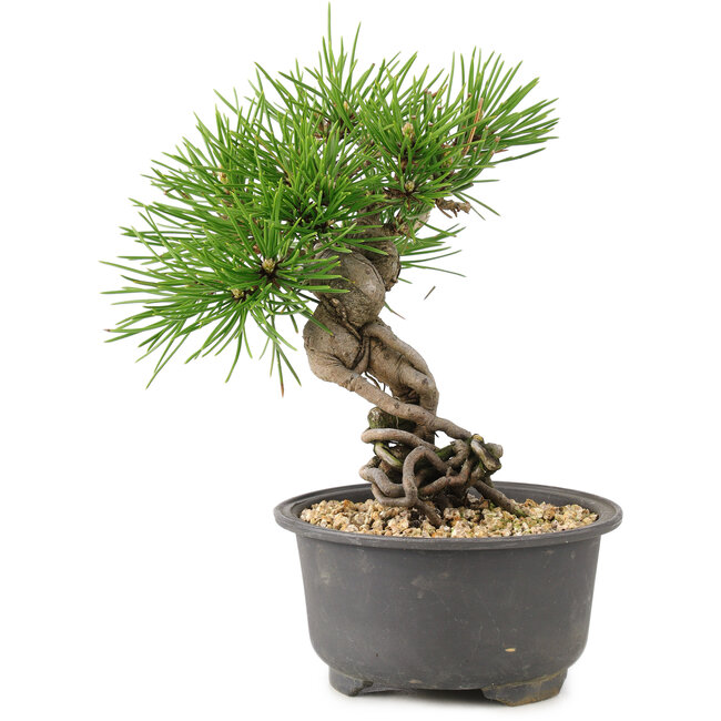 Pinus thunbergii, 16,5 cm, ± 10 años