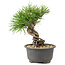 Pinus thunbergii, 16,5 cm, ± 10 Jahre alt