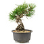 Pinus thunbergii, 16,5 cm, ± 10 años