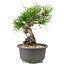 Pinus thunbergii, 16,5 cm, ± 10 jaar oud