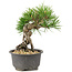 Pinus thunbergii, 16,5 cm, ± 10 ans