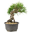 Pinus thunbergii, 16,5 cm, ± 10 jaar oud