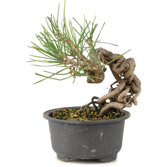 Pinus thunbergii, 14 cm, ± 10 anni