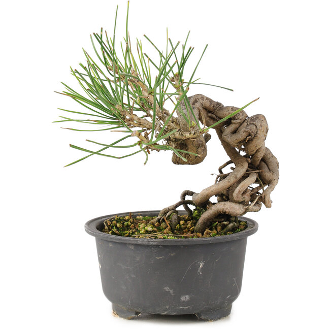 Pinus thunbergii, 14 cm, ± 10 años