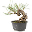 Pinus thunbergii, 14 cm, ± 10 anni