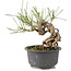 Pinus thunbergii, 14 cm, ± 10 ans