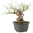 Pinus thunbergii, 14 cm, ± 10 jaar oud