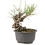 Pinus thunbergii, 14 cm, ± 10 anni