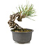 Pinus thunbergii, 14 cm, ± 10 anni