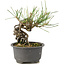 Pinus thunbergii, 14 cm, ± 10 anni