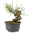 Pinus thunbergii, 14 cm, ± 10 anni