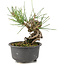 Pinus thunbergii, 14 cm, ± 10 años