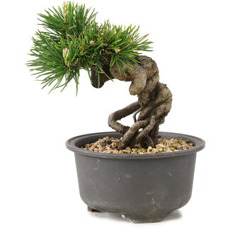 Pinus thunbergii, 12 cm, ± 10 jaar oud