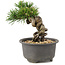 Pinus thunbergii, 12 cm, ± 10 anni