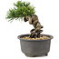 Pinus thunbergii, 12 cm, ± 10 Jahre alt