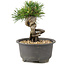 Pinus thunbergii, 12 cm, ± 10 Jahre alt