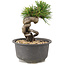 Pinus thunbergii, 12 cm, ± 10 Jahre alt