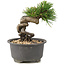 Pinus thunbergii, 12 cm, ± 10 Jahre alt