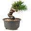 Pinus thunbergii, 12 cm, ± 10 anni