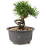 Pinus thunbergii, 12 cm, ± 10 anni