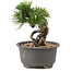 Pinus thunbergii, 12 cm, ± 10 anni