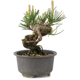 Pinus thunbergii, 12,5 cm, ± 10 años