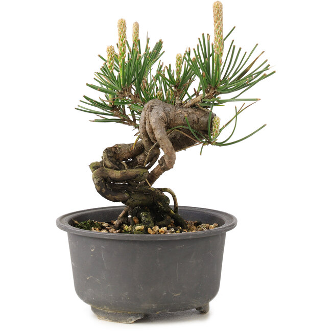 Pinus thunbergii, 12,5 cm, ± 10 Jahre alt