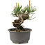 Pinus thunbergii, 12,5 cm, ± 10 jaar oud