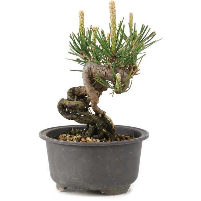 Pinus thunbergii, 12,5 cm, ± 10 ans