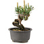 Pinus thunbergii, 12,5 cm, ± 10 Jahre alt