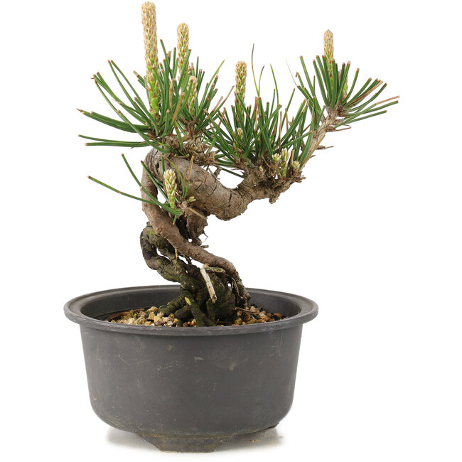 Pinus thunbergii, 12,5 cm, ± 10 ans