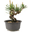 Pinus thunbergii, 12,5 cm, ± 10 anni