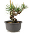 Pinus thunbergii, 12,5 cm, ± 10 jaar oud