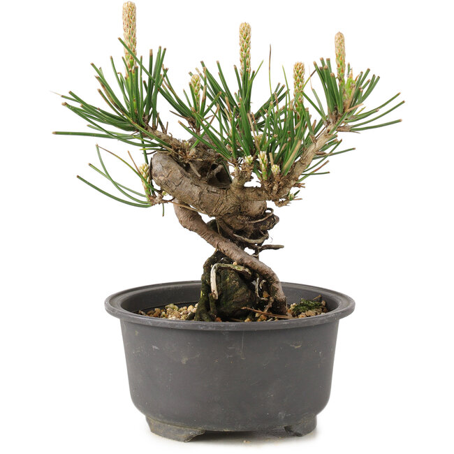 Pinus thunbergii, 12,5 cm, ± 10 ans