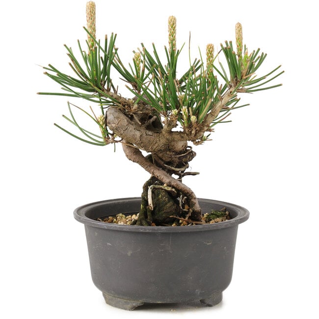 Pinus thunbergii, 12,5 cm, ± 10 Jahre alt