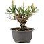 Pinus thunbergii, 12,5 cm, ± 10 jaar oud