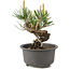 Pinus thunbergii, 12,5 cm, ± 10 jaar oud